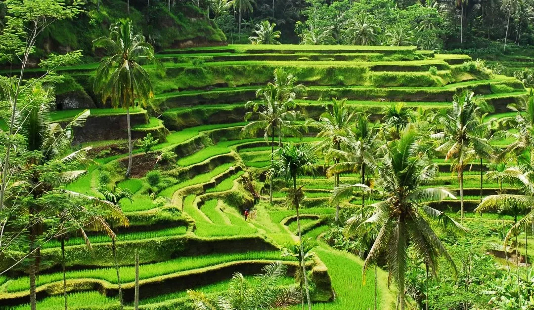 Digital Nomad Visa In Bali: What You Need To Know