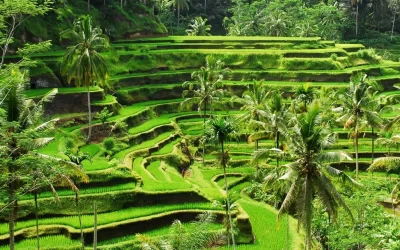 Digital Nomad Visa In Bali: What You Need To Know