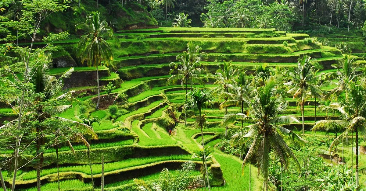 Rice terrace Bali, Indonesia